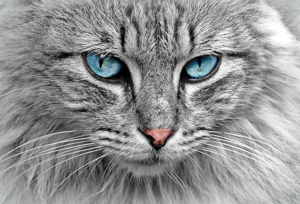 Conseils essentiels pour le bien-être de votre animal de compagnie